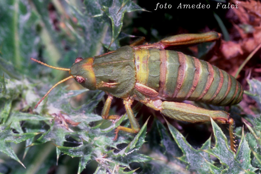 Variabilit cromatica in Ocneridia nigropunctata